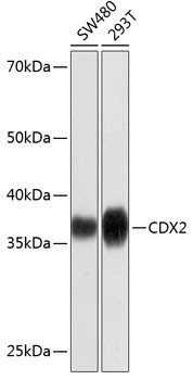 CDX2 Antibody in Western Blot (WB)