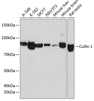 Cullin 1 Antibody in Western Blot (WB)