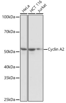 Cyclin A2 Antibody in Western Blot (WB)