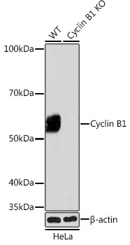 Cyclin B1 Antibody in Western Blot (WB)