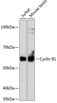 Cyclin B1 Antibody in Western Blot (WB)