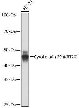 Cytokeratin 20 Antibody in Western Blot (WB)