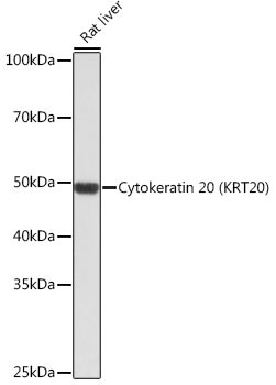 Cytokeratin 20 Antibody in Western Blot (WB)