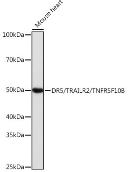 TRAIL-R2 (DR5) Antibody in Western Blot (WB)