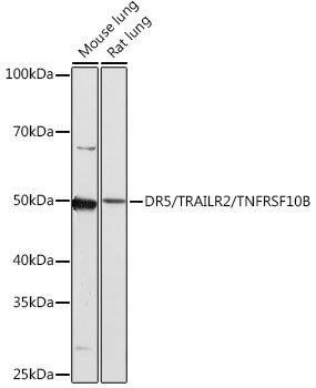 TRAIL-R2 (DR5) Antibody in Western Blot (WB)