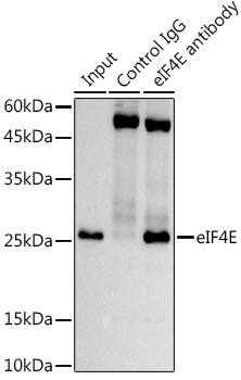 eIF4E Antibody in Immunoprecipitation (IP)