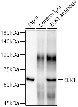 ELK1 Antibody in Immunoprecipitation (IP)