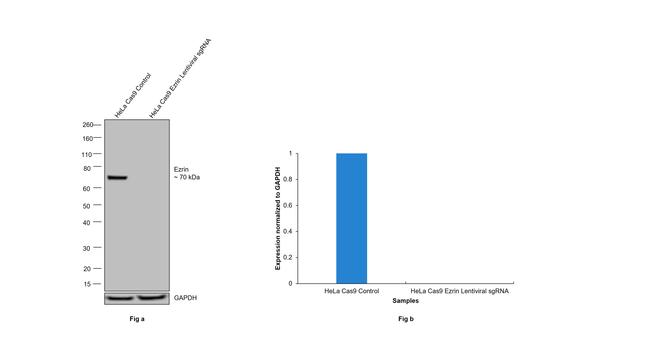 Ezrin Antibody in Western Blot (WB)