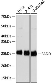 FADD Antibody in Western Blot (WB)