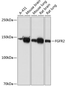 FGFR2 Antibody in Western Blot (WB)