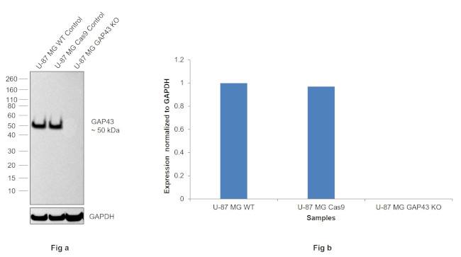 GAP43 Antibody in Western Blot (WB)