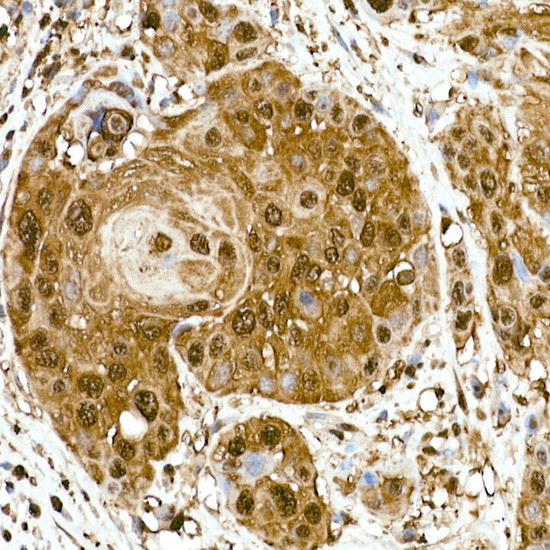 GAPDH Antibody in Immunohistochemistry (Paraffin) (IHC (P))