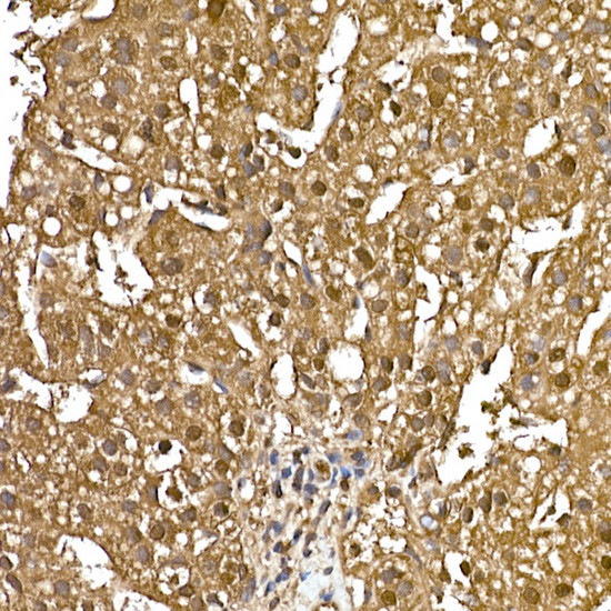 GAPDH Antibody in Immunohistochemistry (Paraffin) (IHC (P))