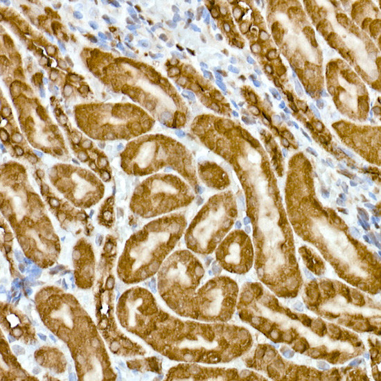 GAPDH Antibody in Immunohistochemistry (Paraffin) (IHC (P))