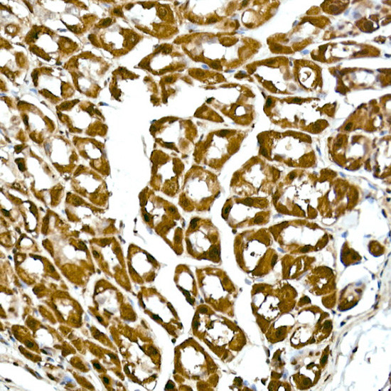 GAPDH Antibody in Immunohistochemistry (Paraffin) (IHC (P))