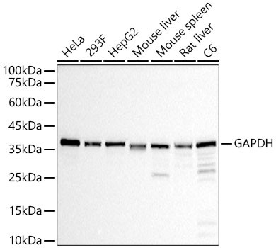 GAPDH Antibody in Western Blot (WB)