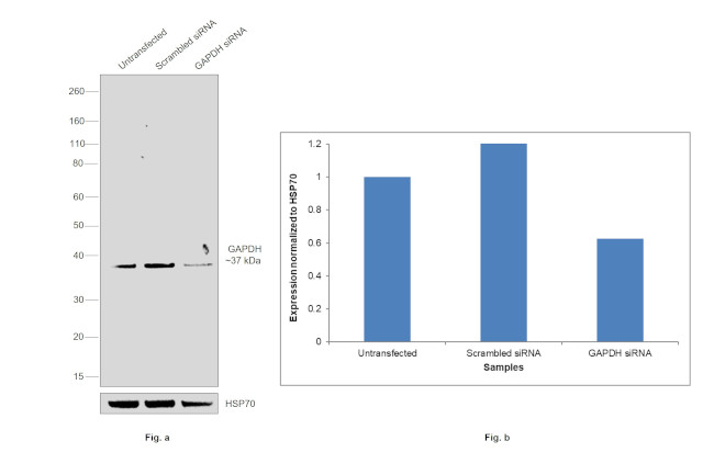 GAPDH Antibody in Western Blot (WB)