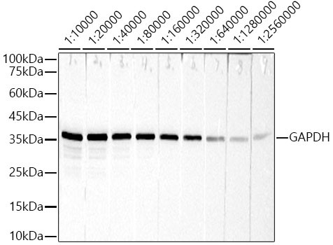 GAPDH Antibody in Western Blot (WB)