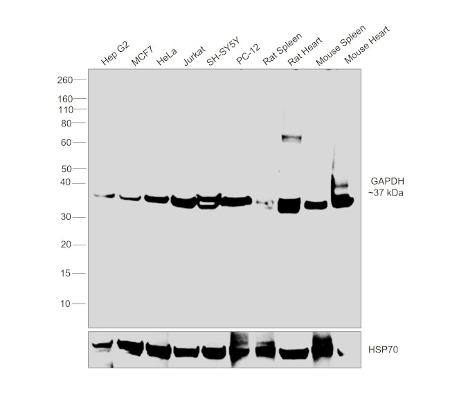 GAPDH Antibody in Western Blot (WB)