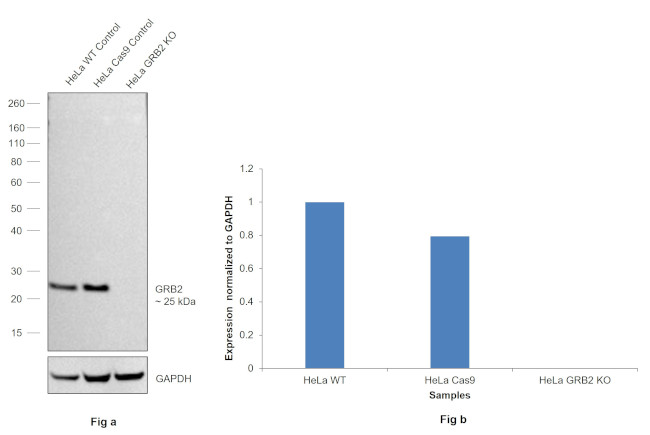 GRB2 Antibody in Western Blot (WB)