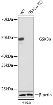 GSK3 alpha Antibody in Western Blot (WB)