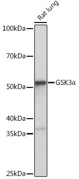 GSK3 alpha Antibody in Western Blot (WB)