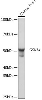 GSK3 alpha Antibody in Western Blot (WB)