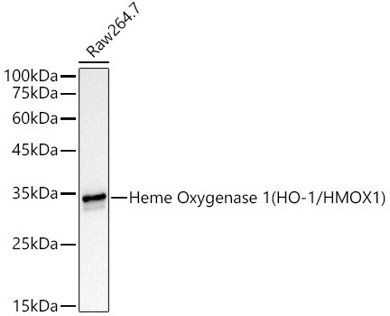 HMOX1 Antibody in Western Blot (WB)