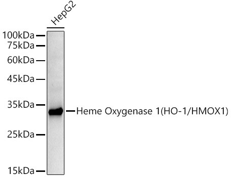 HMOX1 Antibody in Western Blot (WB)