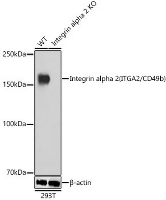 ITGA2 Antibody