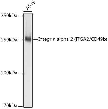 ITGA2 Antibody in Western Blot (WB)