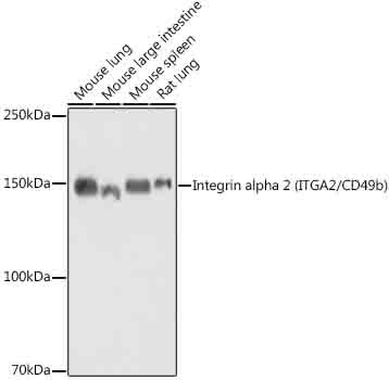 ITGA2 Antibody in Western Blot (WB)