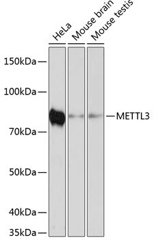 METTL3 Antibody in Western Blot (WB)