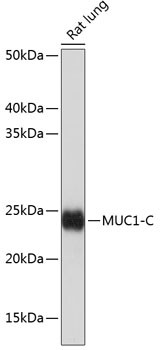 MUC1 Antibody in Western Blot (WB)