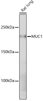 MUC1 Antibody in Western Blot (WB)