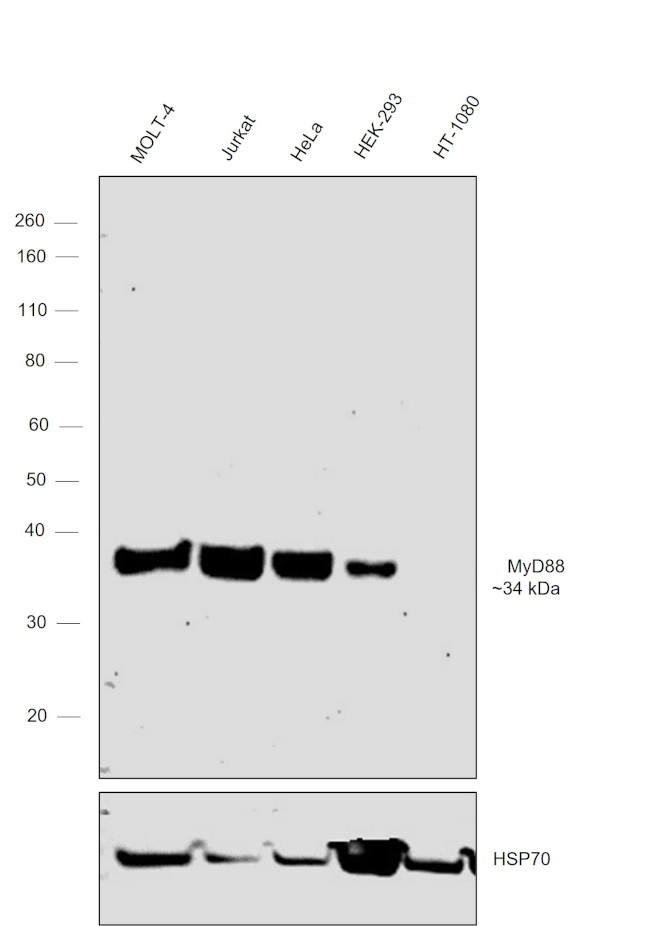 MyD88 Antibody