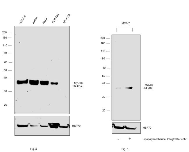 MyD88 Antibody in Western Blot (WB)