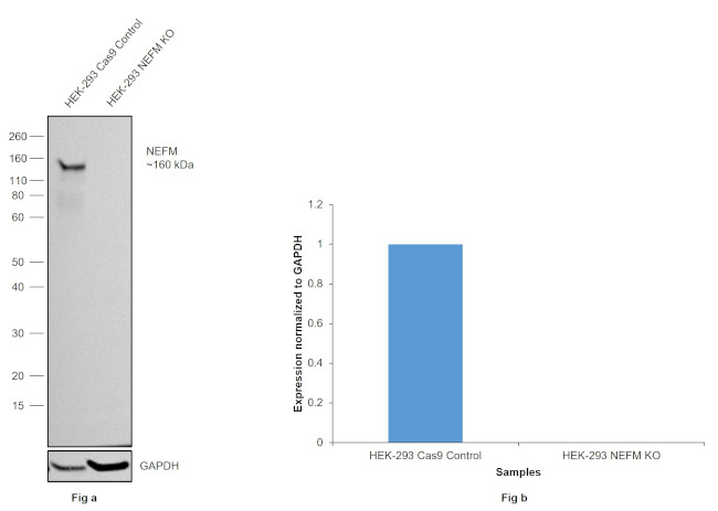 NEFM Antibody