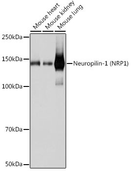 Neuropilin-1 Antibody in Western Blot (WB)