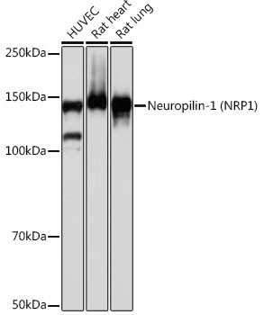 Neuropilin-1 Antibody in Western Blot (WB)