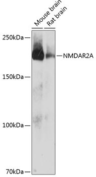 NMDAR2A Antibody in Western Blot (WB)