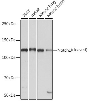 NOTCH1 Antibody in Western Blot (WB)