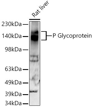 P glycoprotein Antibody in Western Blot (WB)