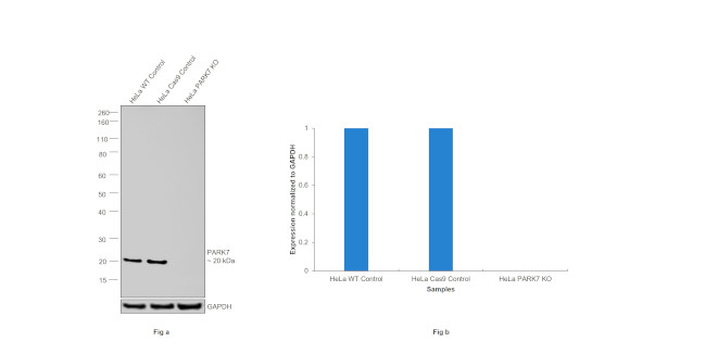 DJ-1 Antibody in Western Blot (WB)