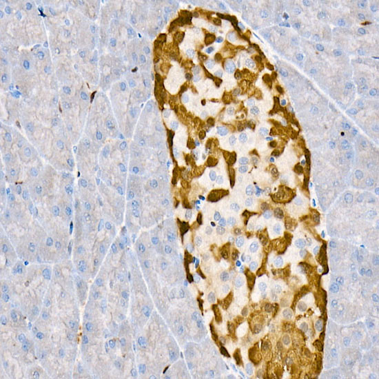 PGP9.5 Antibody in Immunohistochemistry (Paraffin) (IHC (P))