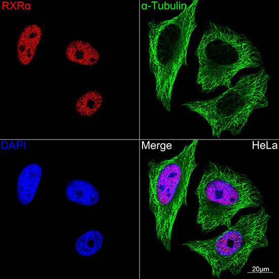 RXRA Antibody in Immunocytochemistry (ICC/IF)