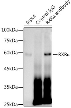 RXRA Antibody in Immunoprecipitation (IP)