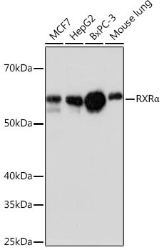 RXRA Antibody in Western Blot (WB)