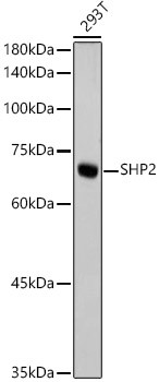 SHP2 Antibody in Western Blot (WB)