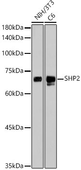 SHP2 Antibody in Western Blot (WB)